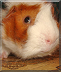 Name:  large (1).jpg
Views: 108
Size:  12.1 KB