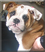 Name:  large.jpg
Views: 162
Size:  11.7 KB