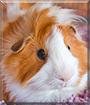Name:  large.jpg
Views: 156
Size:  13.6 KB