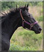 Name:  large.jpg
Views: 144
Size:  11.7 KB