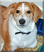 Name:  dog.jpg
Views: 172
Size:  13.7 KB