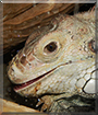 Name:  large (1).jpg
Views: 561
Size:  14.7 KB