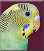 Name:  large.jpg
Views: 193
Size:  13.7 KB