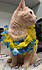 Click image for larger version. 

Name:	creamlei.jpg 
Views:	176 
Size:	68.4 KB 
ID:	61730