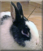 Name:  large.jpg
Views: 188
Size:  11.1 KB