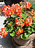 Click image for larger version. 

Name:	geran.jpg 
Views:	199 
Size:	136.5 KB 
ID:	61770