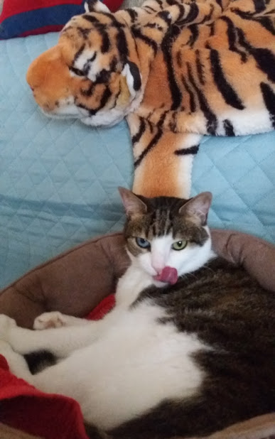 Name:  olitiger.jpg
Views: 408
Size:  52.2 KB