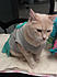 Click image for larger version. 

Name:	creamchair.jpg 
Views:	102 
Size:	57.0 KB 
ID:	61817