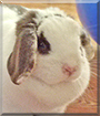 Name:  large.jpg
Views: 368
Size:  12.6 KB