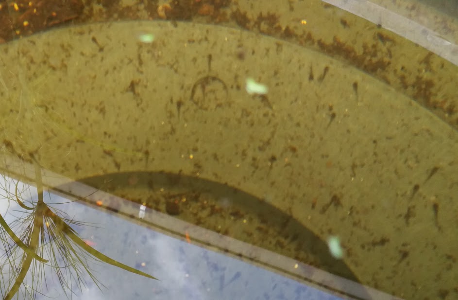 Name:  tadpole.jpg
Views: 425
Size:  66.5 KB