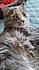 Click image for larger version. 

Name:	mkpuff1.jpg 
Views:	125 
Size:	72.3 KB 
ID:	61839