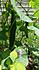 Click image for larger version. 

Name:	cukes.jpg 
Views:	191 
Size:	98.4 KB 
ID:	61848