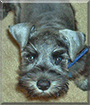 Name:  large.jpg
Views: 144
Size:  14.0 KB