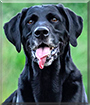 Name:  large (1).jpg
Views: 126
Size:  12.8 KB