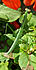 Click image for larger version. 

Name:	mantis1.jpg 
Views:	160 
Size:	67.7 KB 
ID:	61873