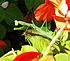 Click image for larger version. 

Name:	mantis.jpg 
Views:	158 
Size:	112.3 KB 
ID:	61874