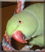 Name:  large (1).jpg
Views: 204
Size:  12.1 KB