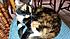 Click image for larger version. 

Name:	minch3.jpg 
Views:	108 
Size:	79.6 KB 
ID:	61891