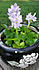Click image for larger version. 

Name:	waterhy.jpg 
Views:	165 
Size:	87.2 KB 
ID:	61928