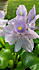 Click image for larger version. 

Name:	waterhy1.jpg 
Views:	153 
Size:	49.6 KB 
ID:	61929