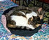 Click image for larger version. 

Name:	mkolibed1.jpg 
Views:	156 
Size:	178.7 KB 
ID:	61942