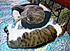 Click image for larger version. 

Name:	mkolibed2.jpg 
Views:	155 
Size:	146.4 KB 
ID:	61943