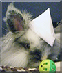 Name:  large.jpg
Views: 427
Size:  13.5 KB