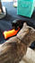 Click image for larger version. 

Name:	clovglow3.jpg 
Views:	120 
Size:	19.2 KB 
ID:	61977