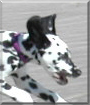 Name:  large.jpg
Views: 257
Size:  8.9 KB