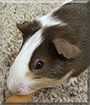 Name:  large.jpg
Views: 207
Size:  11.3 KB
