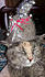 Click image for larger version. 

Name:	hat02.jpg 
Views:	130 
Size:	81.6 KB 
ID:	62017