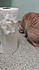 Click image for larger version. 

Name:	puff2.jpg 
Views:	136 
Size:	19.8 KB 
ID:	62027
