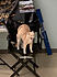 Click image for larger version. 

Name:	cream51.jpg 
Views:	101 
Size:	44.7 KB 
ID:	62043