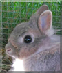 Name:  large.jpg
Views: 592
Size:  10.9 KB