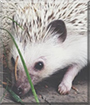 Name:  large (1).jpg
Views: 198
Size:  10.6 KB