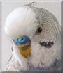 Name:  large.jpg
Views: 369
Size:  10.8 KB