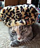 Click image for larger version. 

Name:	mkfaux1.jpg 
Views:	142 
Size:	72.8 KB 
ID:	62119