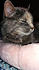 Click image for larger version. 

Name:	dsh3.jpg 
Views:	129 
Size:	68.4 KB 
ID:	62134