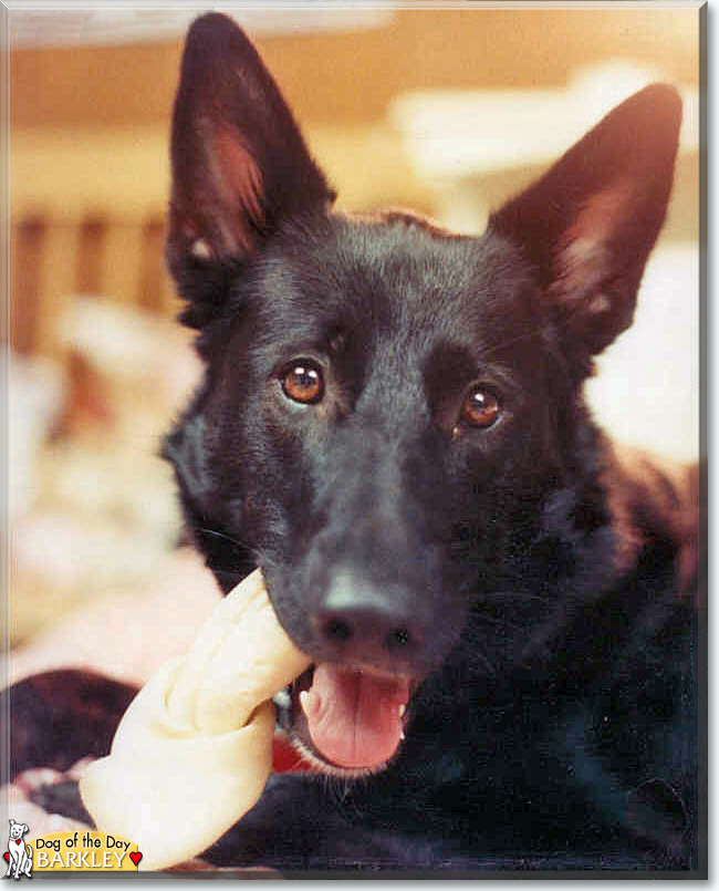 Name:  dog.jpg
Views: 309
Size:  264.8 KB