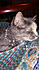 Click image for larger version. 

Name:	mknecklace.jpg 
Views:	133 
Size:	101.1 KB 
ID:	62149