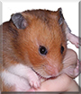Name:  large (1).jpg
Views: 842
Size:  11.4 KB