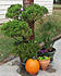 Click image for larger version. 

Name:	fall.jpg 
Views:	86 
Size:	128.0 KB 
ID:	62164