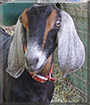 Name:  image006.jpg
Views: 337
Size:  12.4 KB
