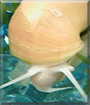 Name:  large (1).jpg
Views: 509
Size:  11.7 KB