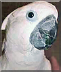 Name:  large (1).jpg
Views: 424
Size:  10.5 KB