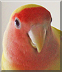Name:  large (1).jpg
Views: 431
Size:  11.2 KB