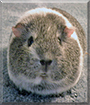 Name:  large (1).jpg
Views: 294
Size:  13.0 KB