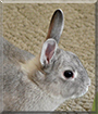 Name:  large.jpg
Views: 161
Size:  11.8 KB