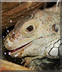 Name:  large.jpg
Views: 180
Size:  15.1 KB
