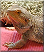 Name:  large.jpg
Views: 135
Size:  14.8 KB